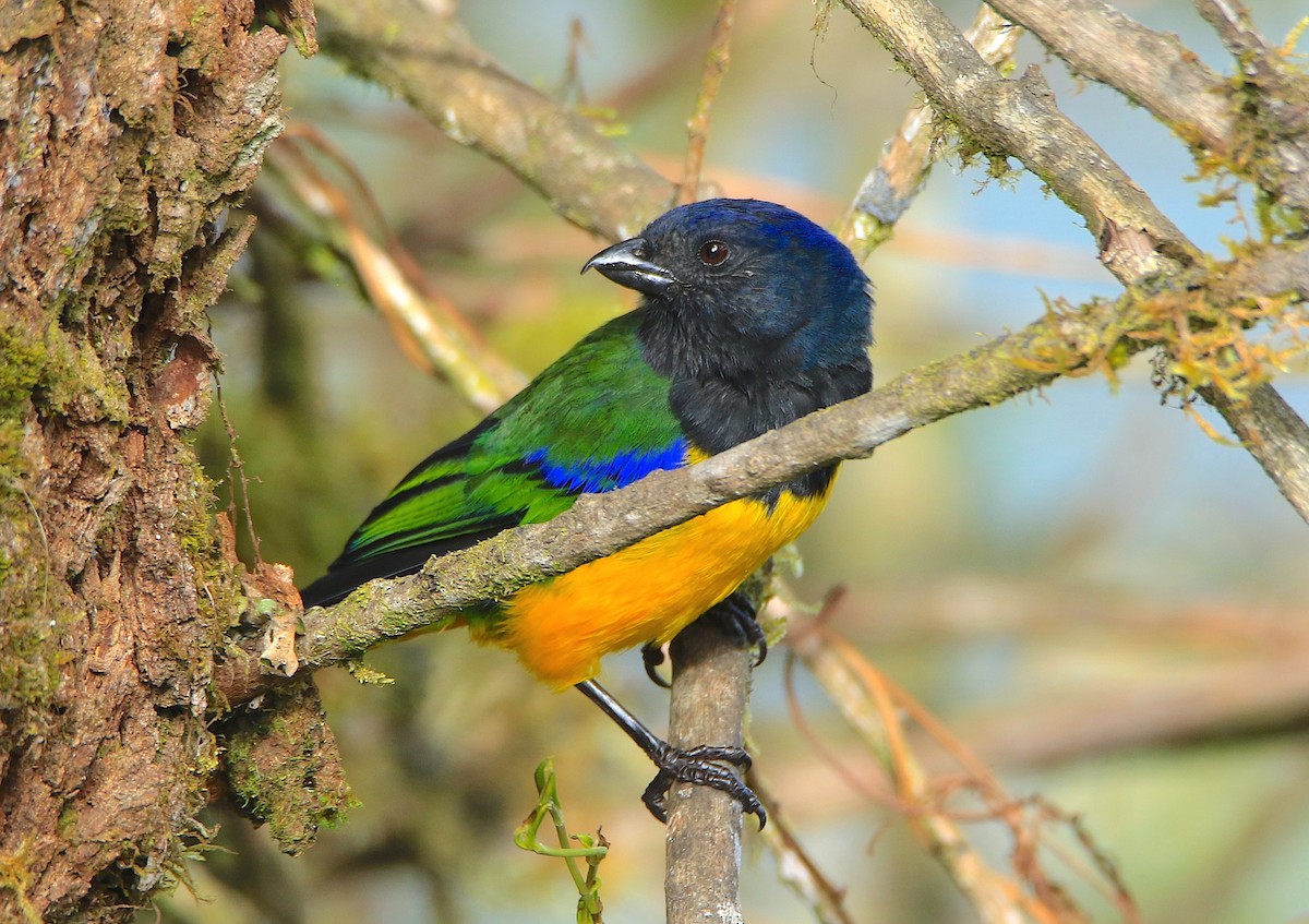 Black-chested Mountain Tanager - ML638422742