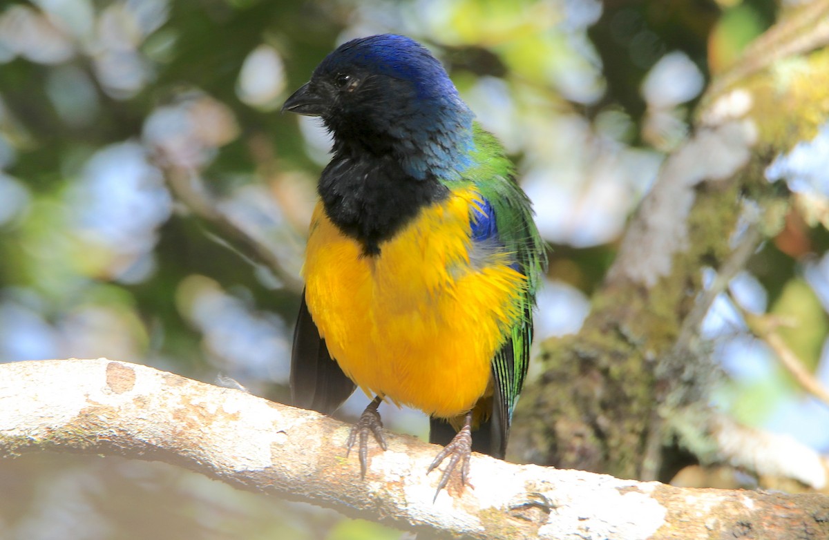 Black-chested Mountain Tanager - ML638422743