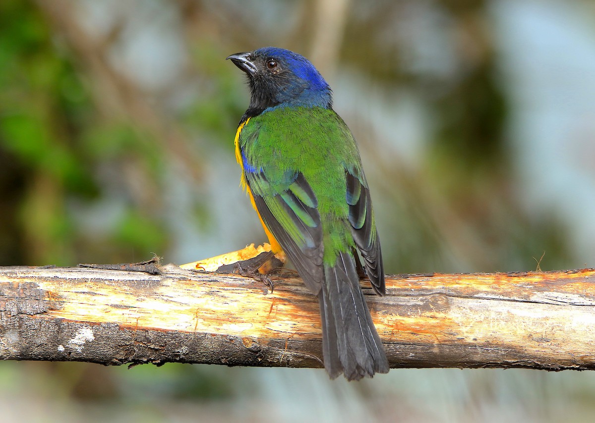 Black-chested Mountain Tanager - ML638422744