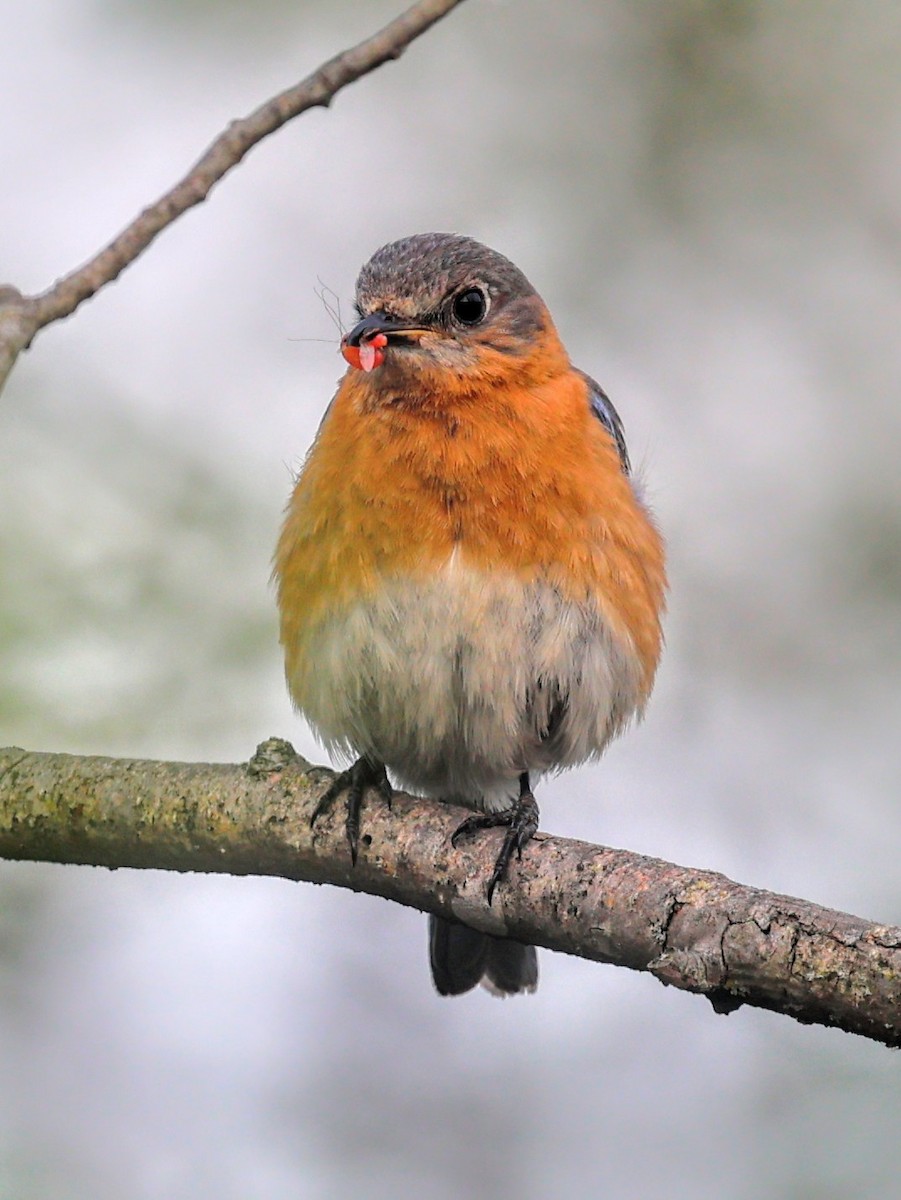 Eastern Bluebird - ML638422752