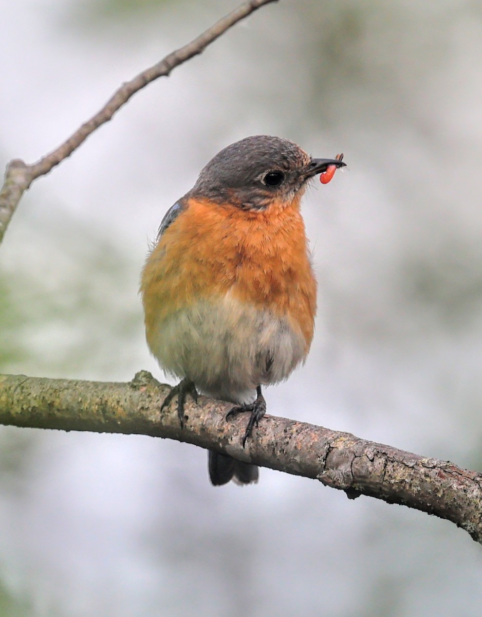 Eastern Bluebird - ML638422755