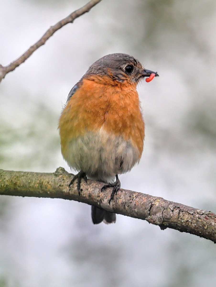 Eastern Bluebird - ML638422763