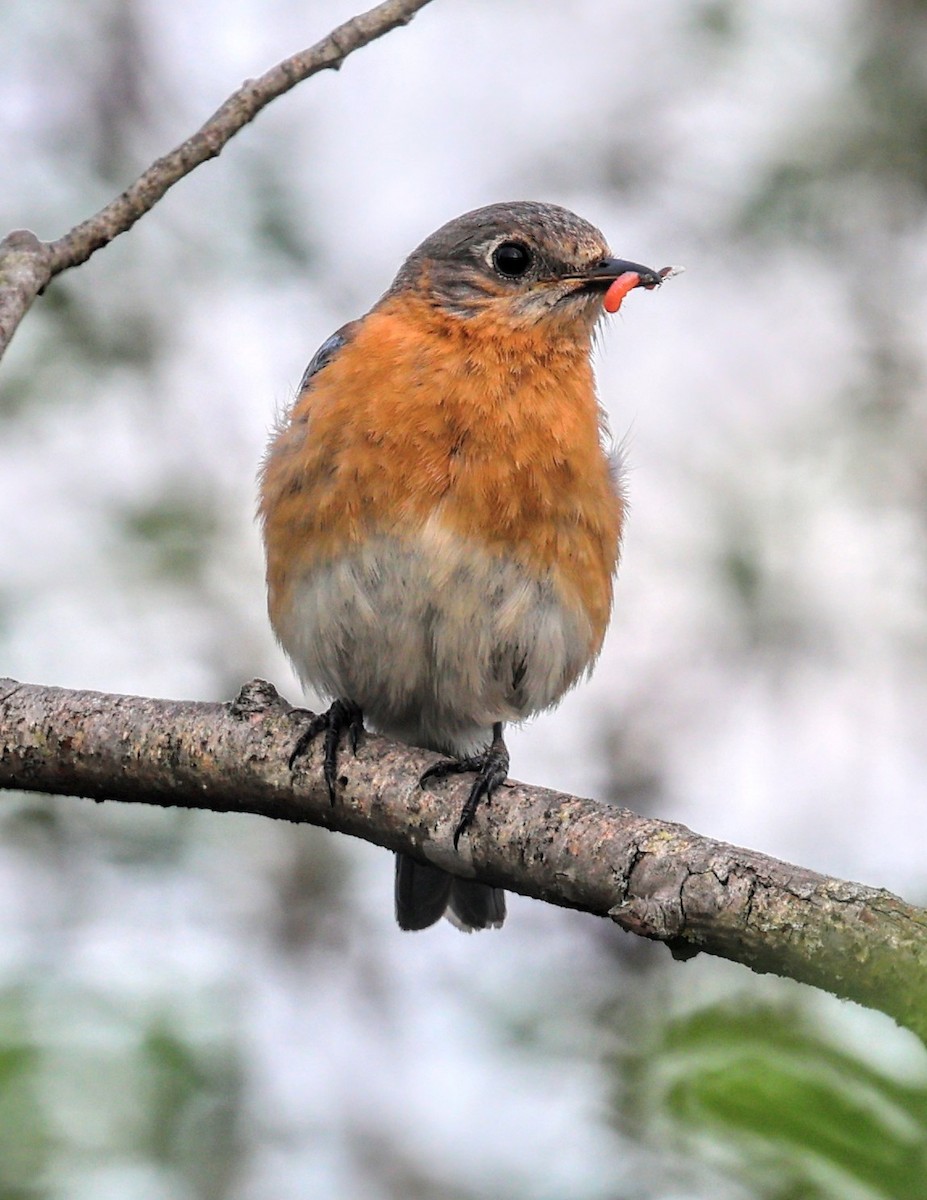 Eastern Bluebird - ML638422776