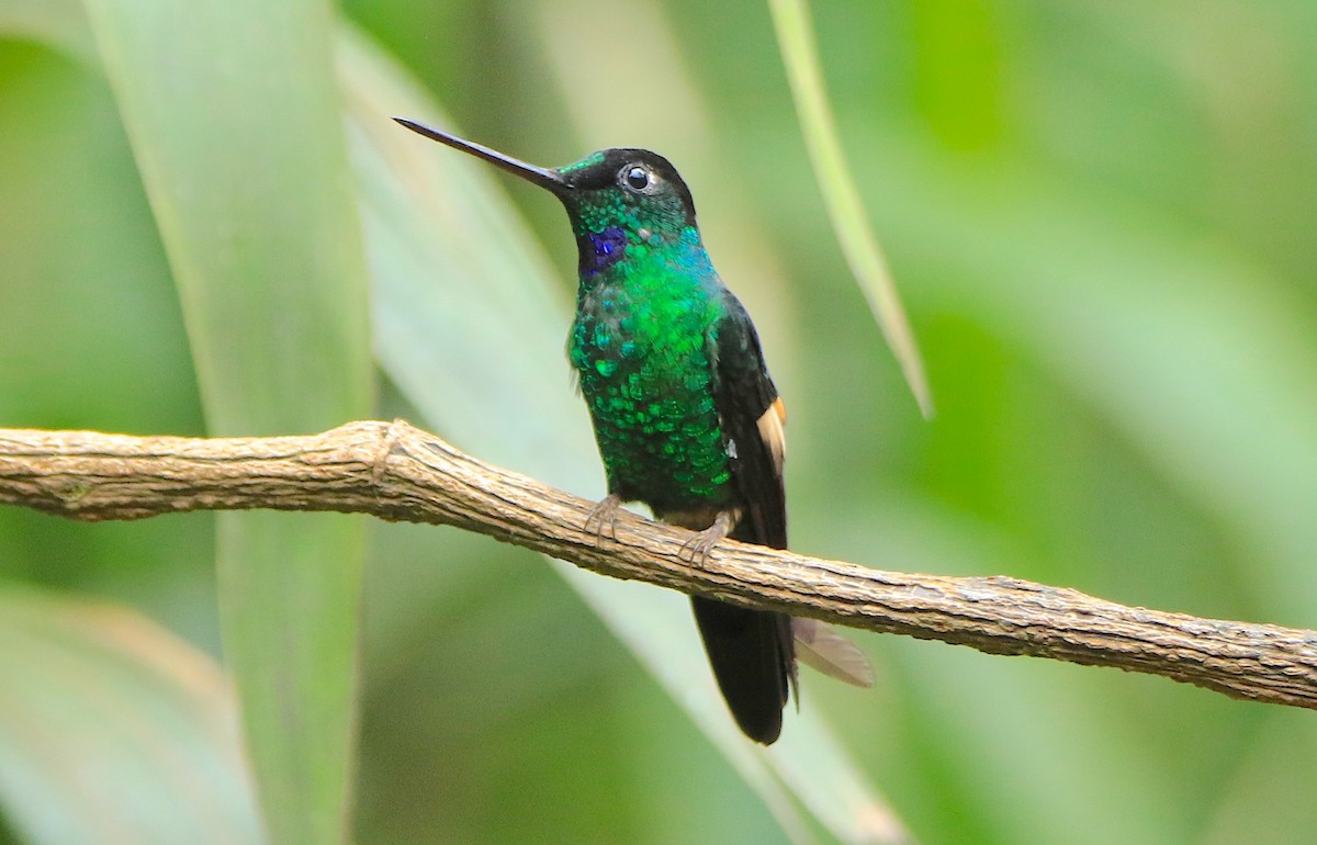 Buff-winged Starfrontlet - ML638422781