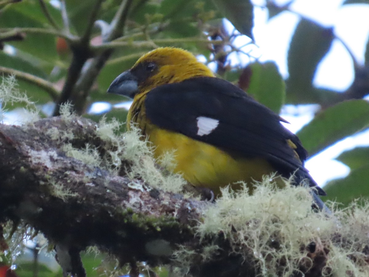 Black-thighed Grosbeak - ML638422793