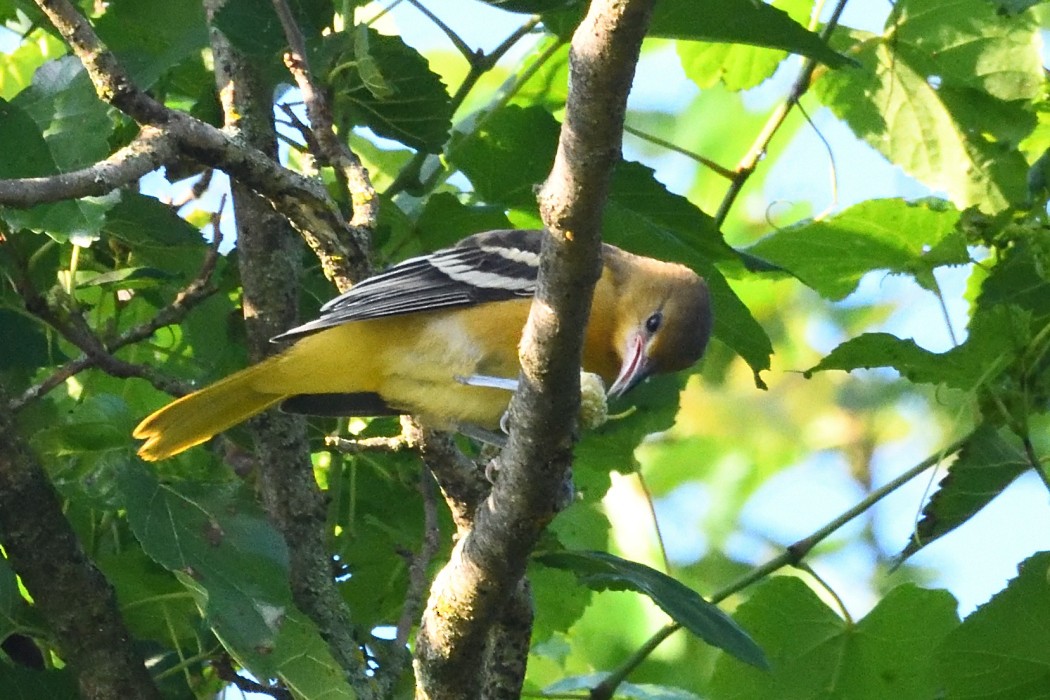 Turpial de Baltimore - ML638422803