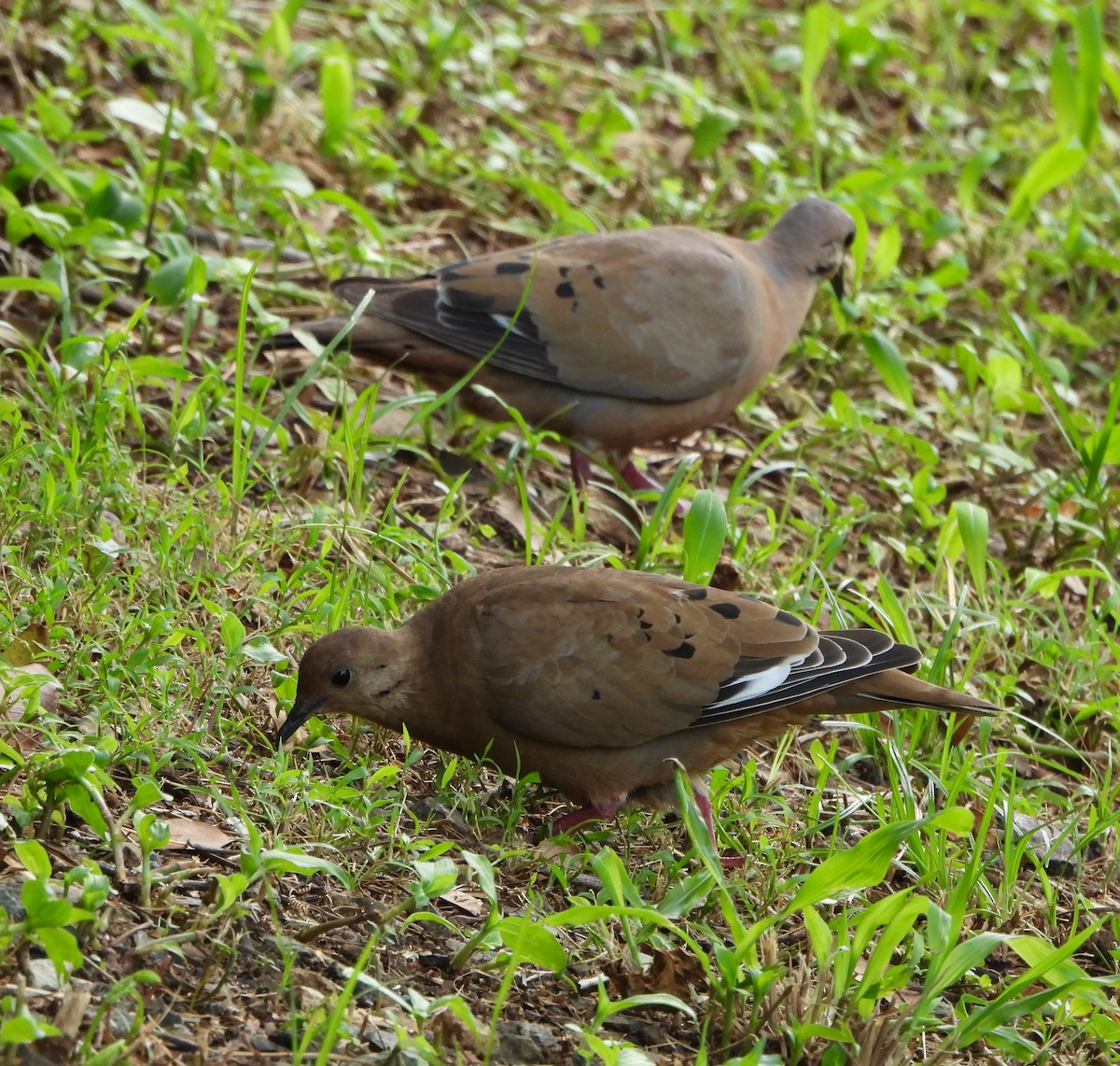 Zenaida Dove - ML638422815