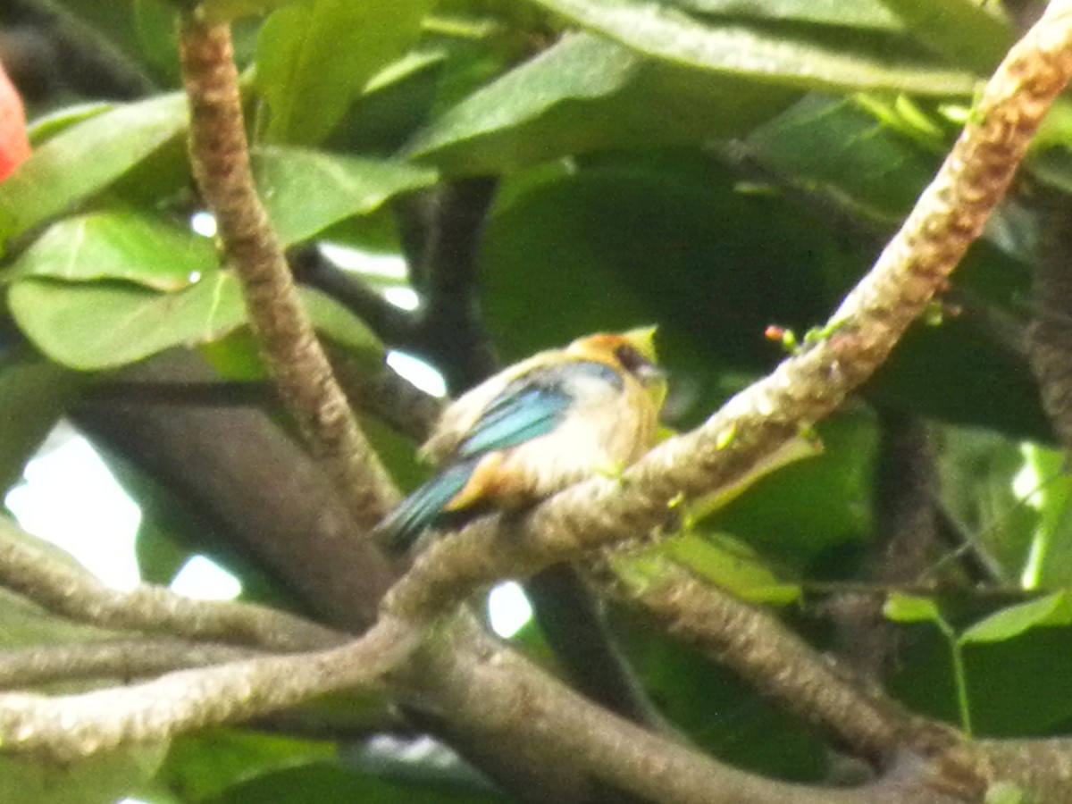 Burnished-buff Tanager - ML638422823