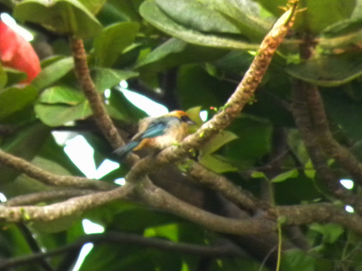Burnished-buff Tanager - ML638422824