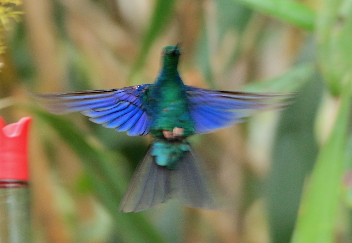 Great Sapphirewing - ML638422846