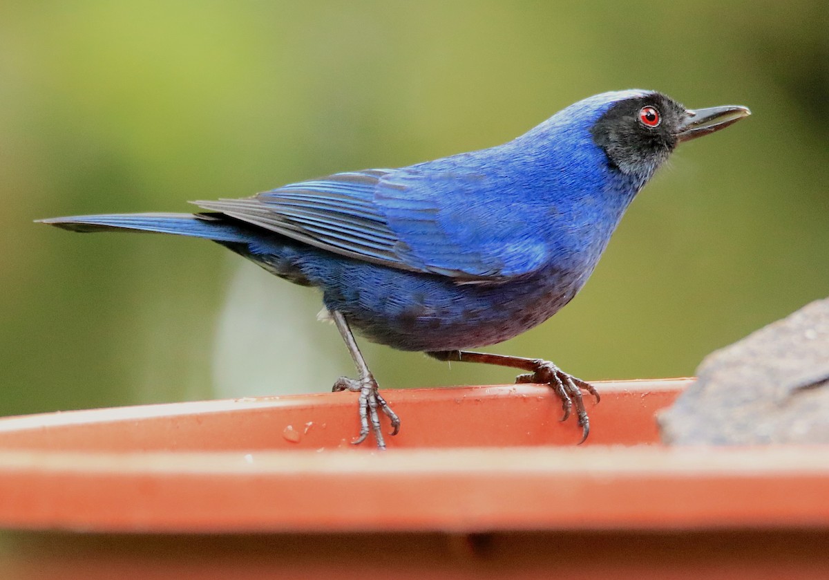 Masked Flowerpiercer - ML638422860