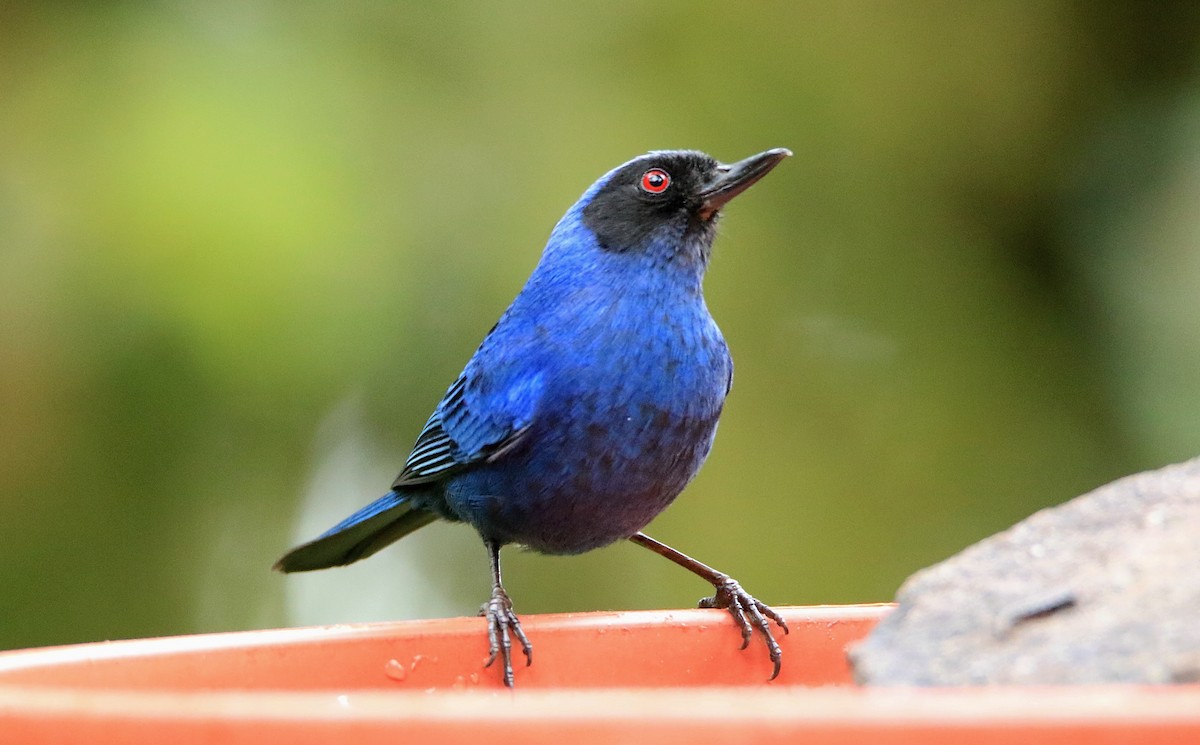 Masked Flowerpiercer - ML638422861