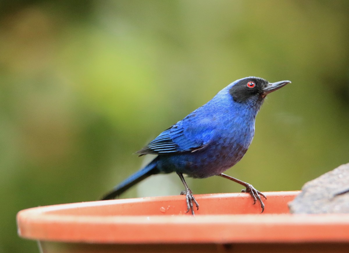 Masked Flowerpiercer - ML638422862