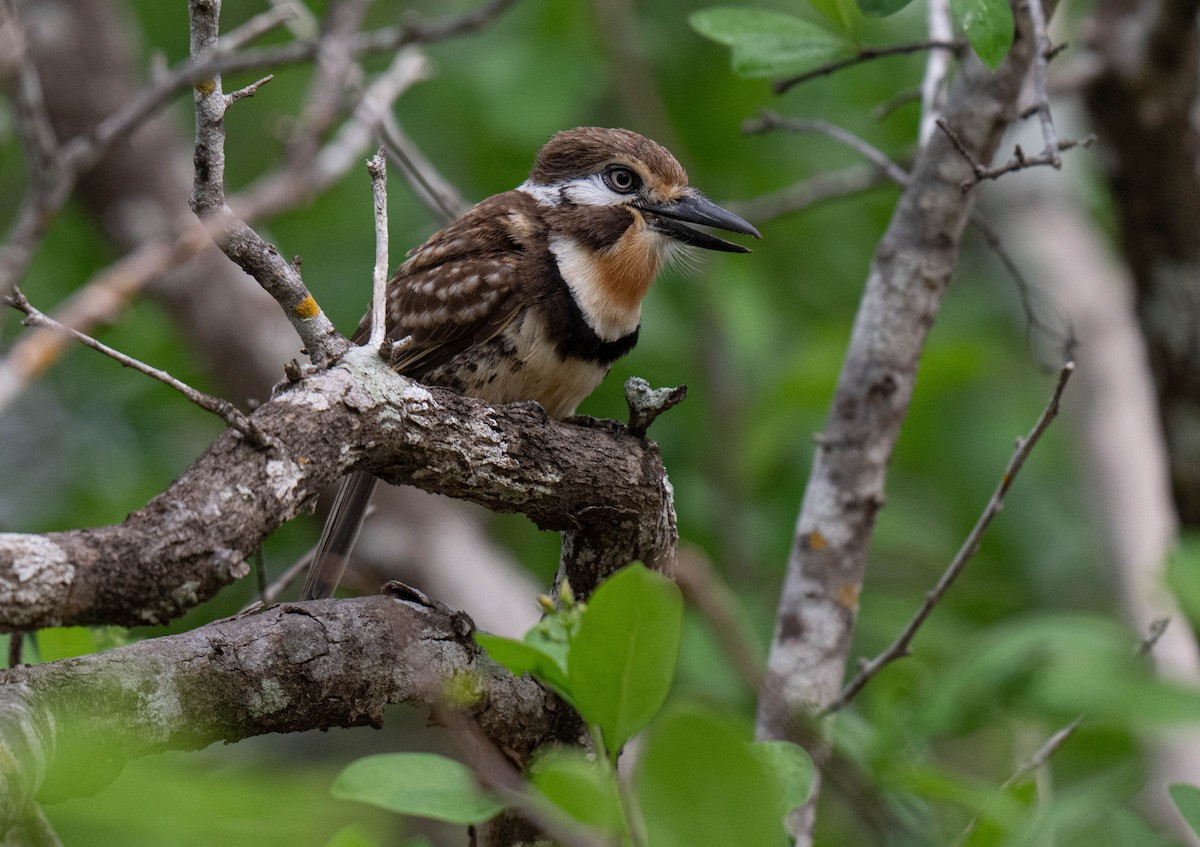Russet-throated Puffbird - ML638422865