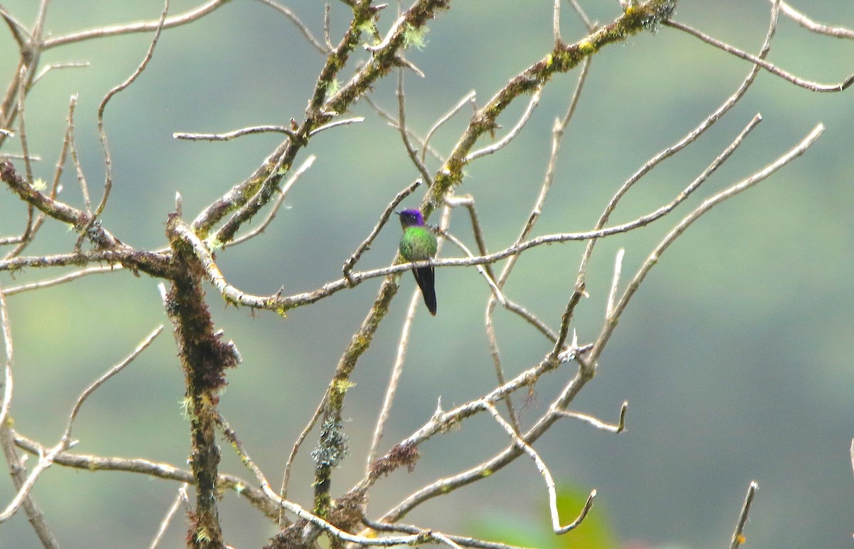Purple-backed Thornbill - ML638422882