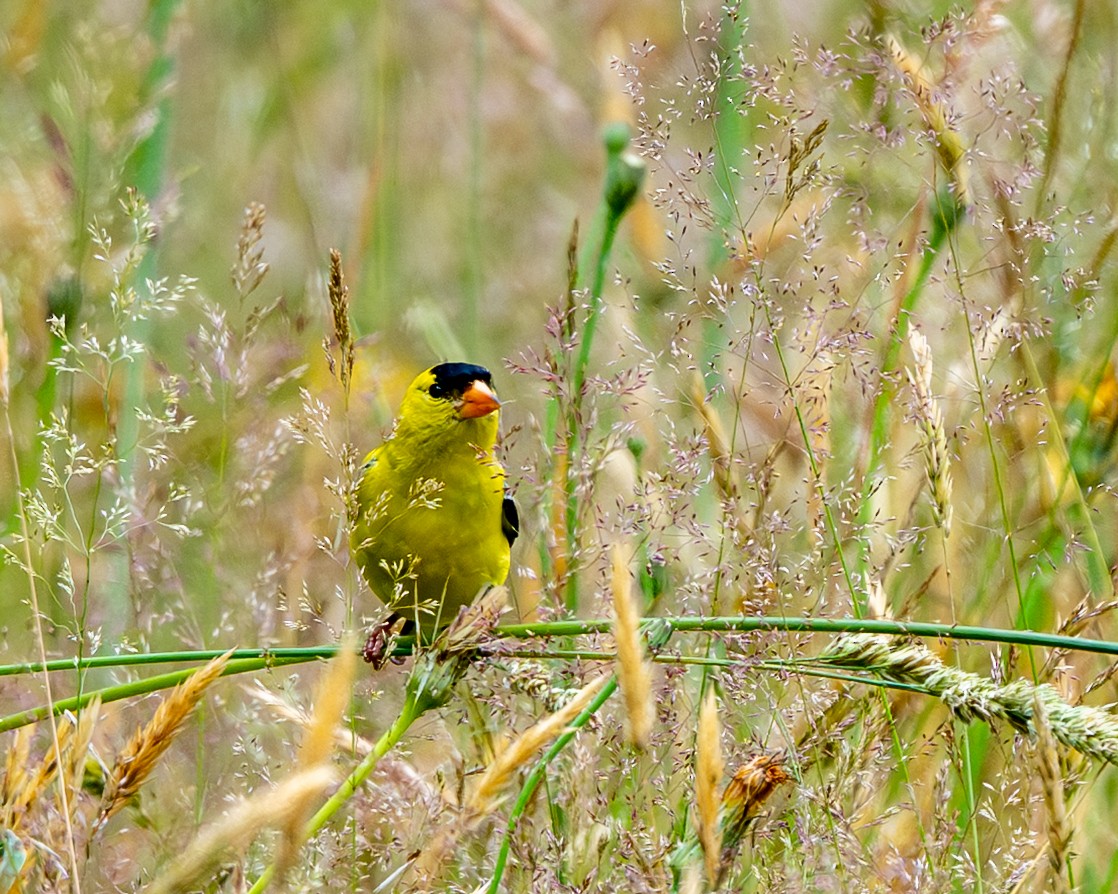 American Goldfinch - ML638422886
