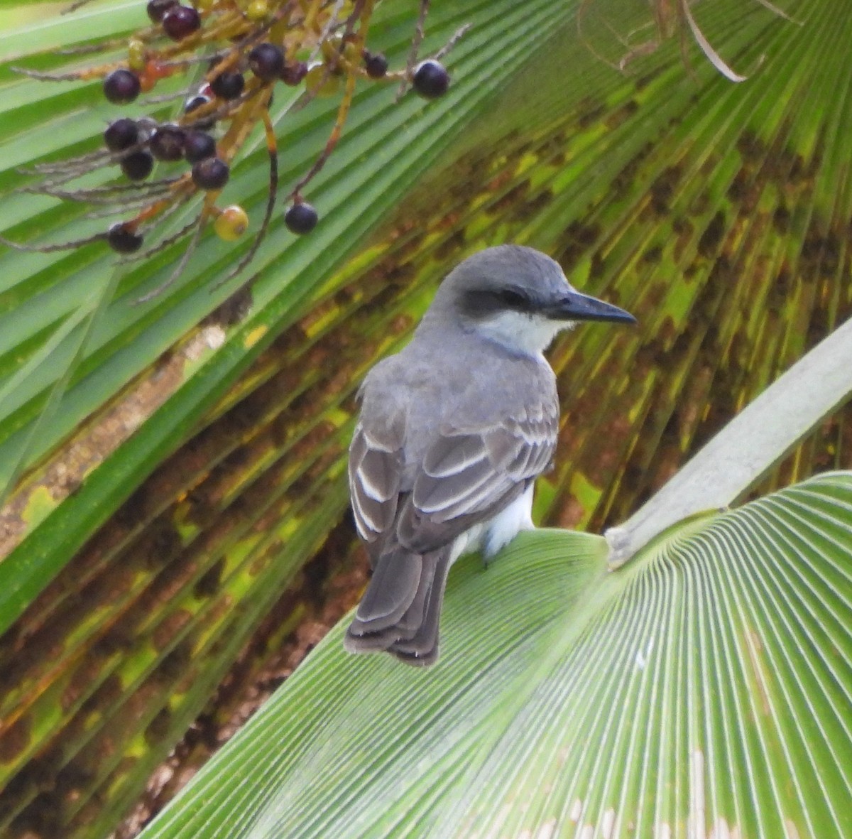Gray Kingbird - ML638422887