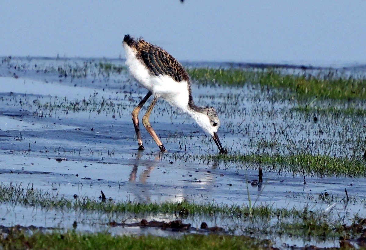 Black-necked Stilt - ML638422896