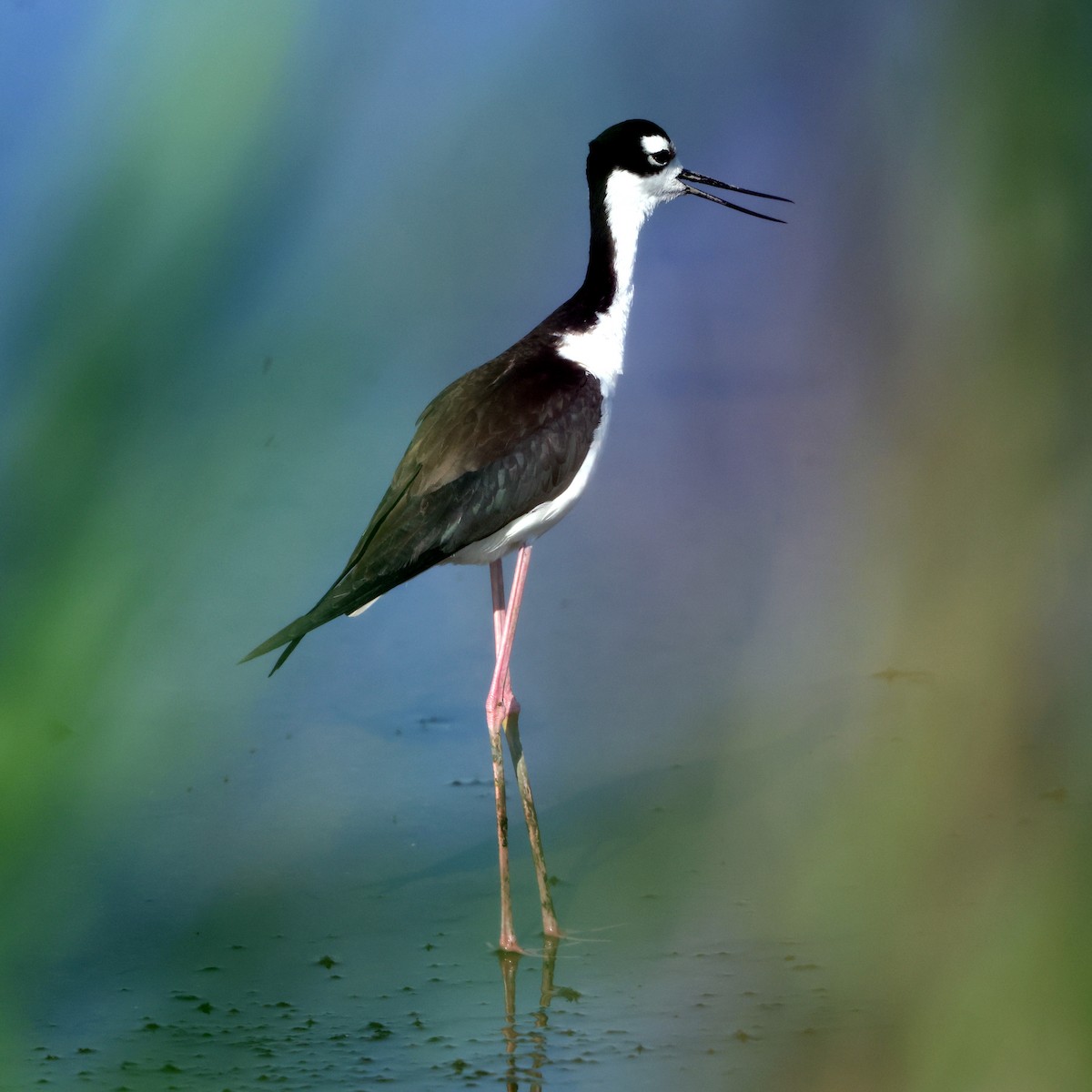 Black-necked Stilt - ML638422897