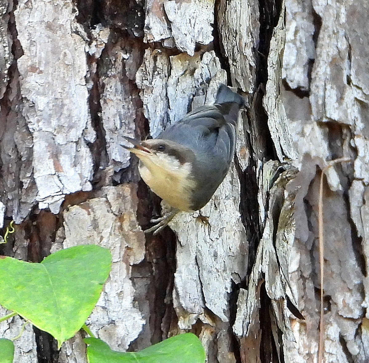 Brown-headed Nuthatch - ML638422899