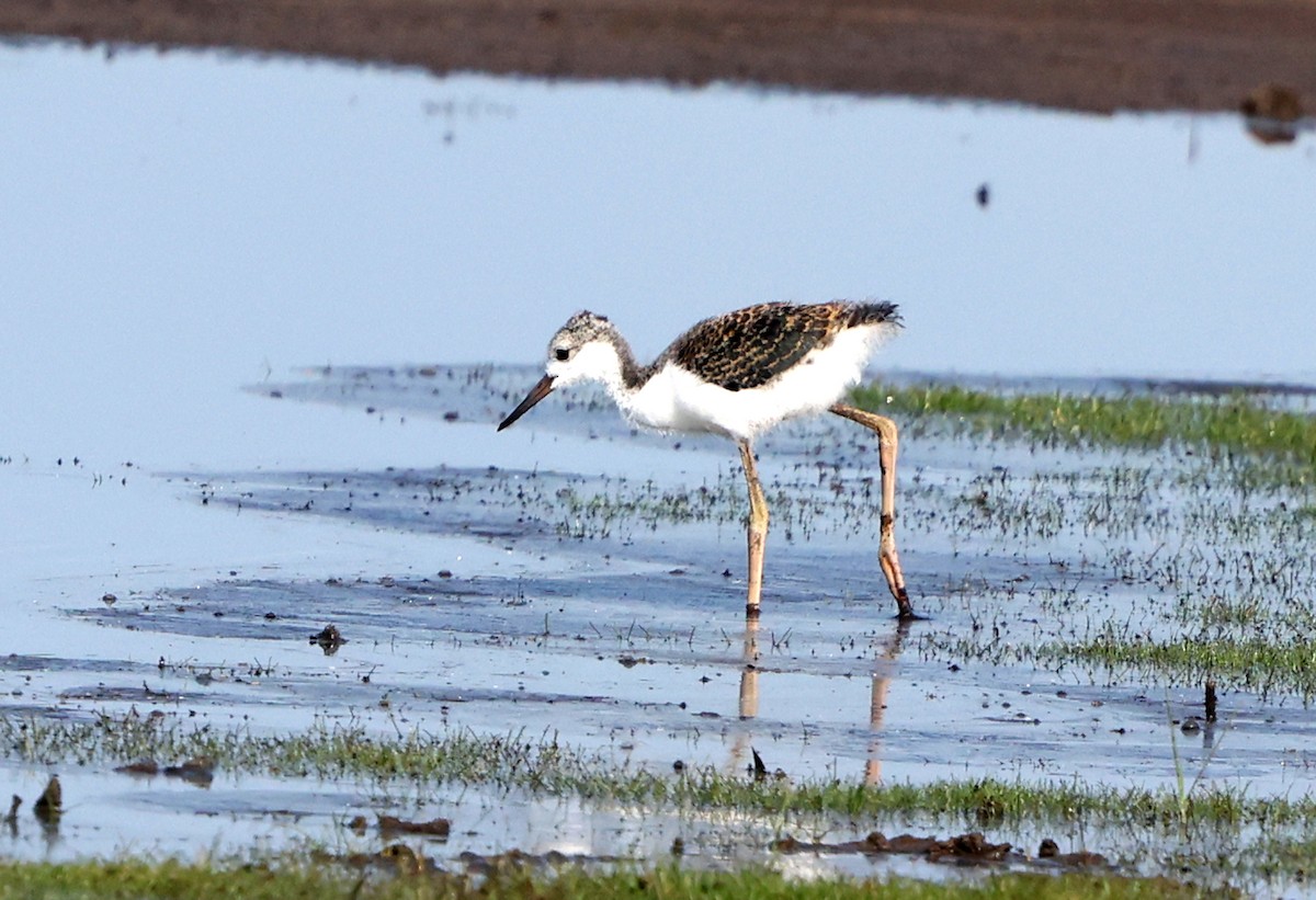 Black-necked Stilt - ML638422900