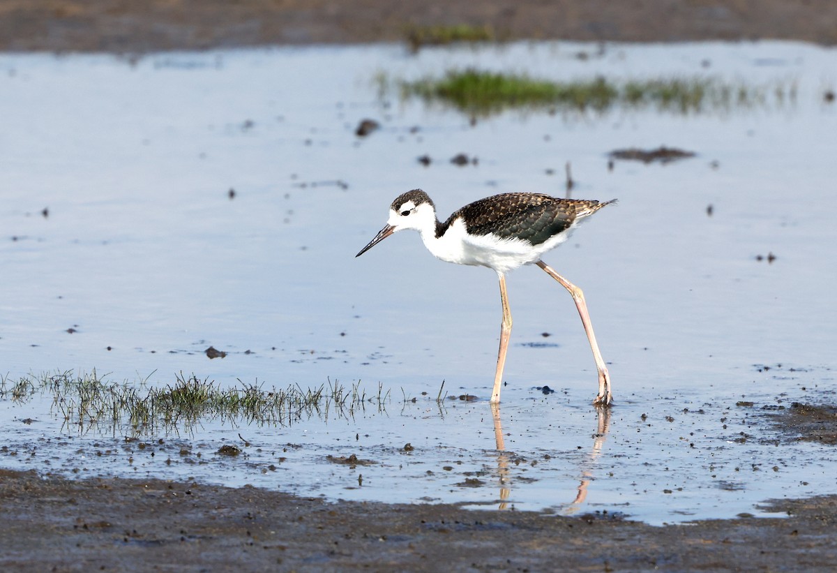 Black-necked Stilt - ML638422901