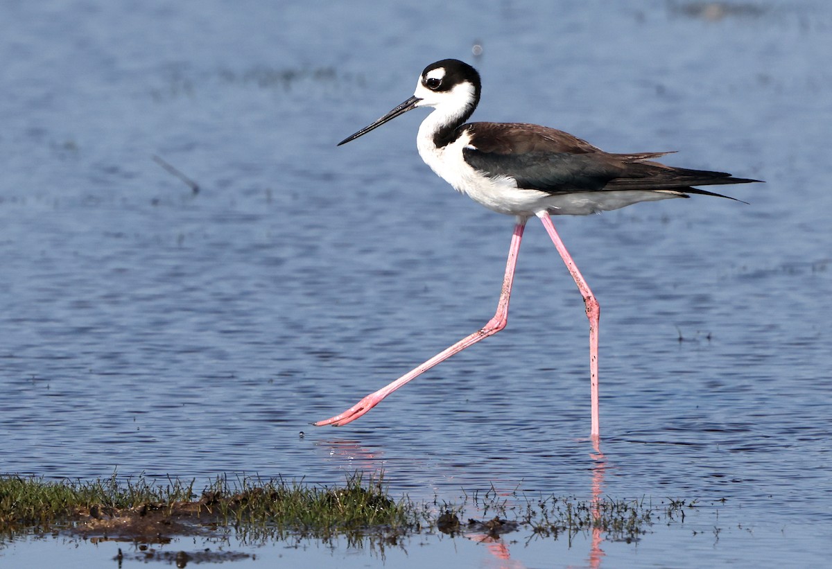 Black-necked Stilt - ML638422902