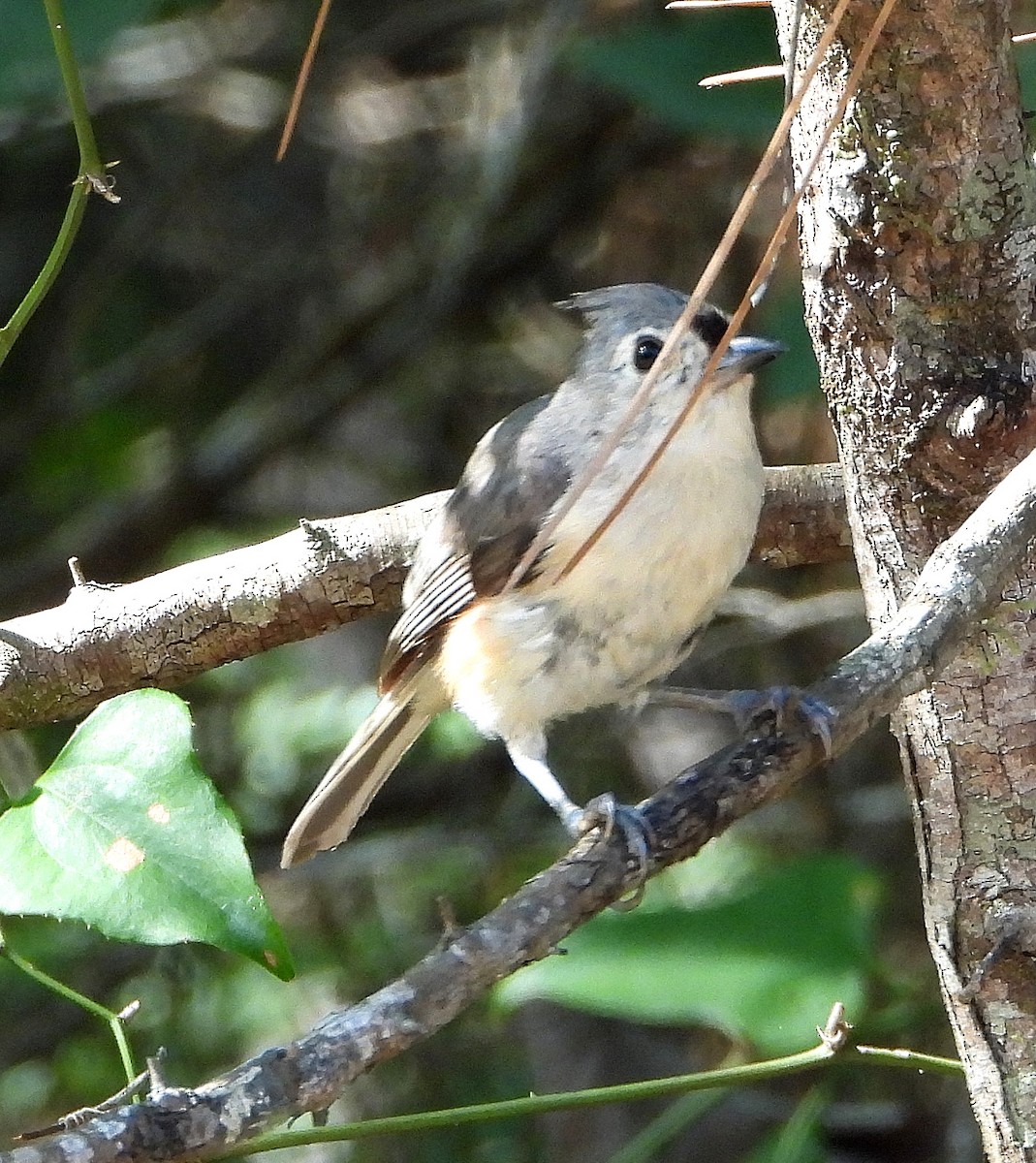 Tufted Titmouse - ML638422907
