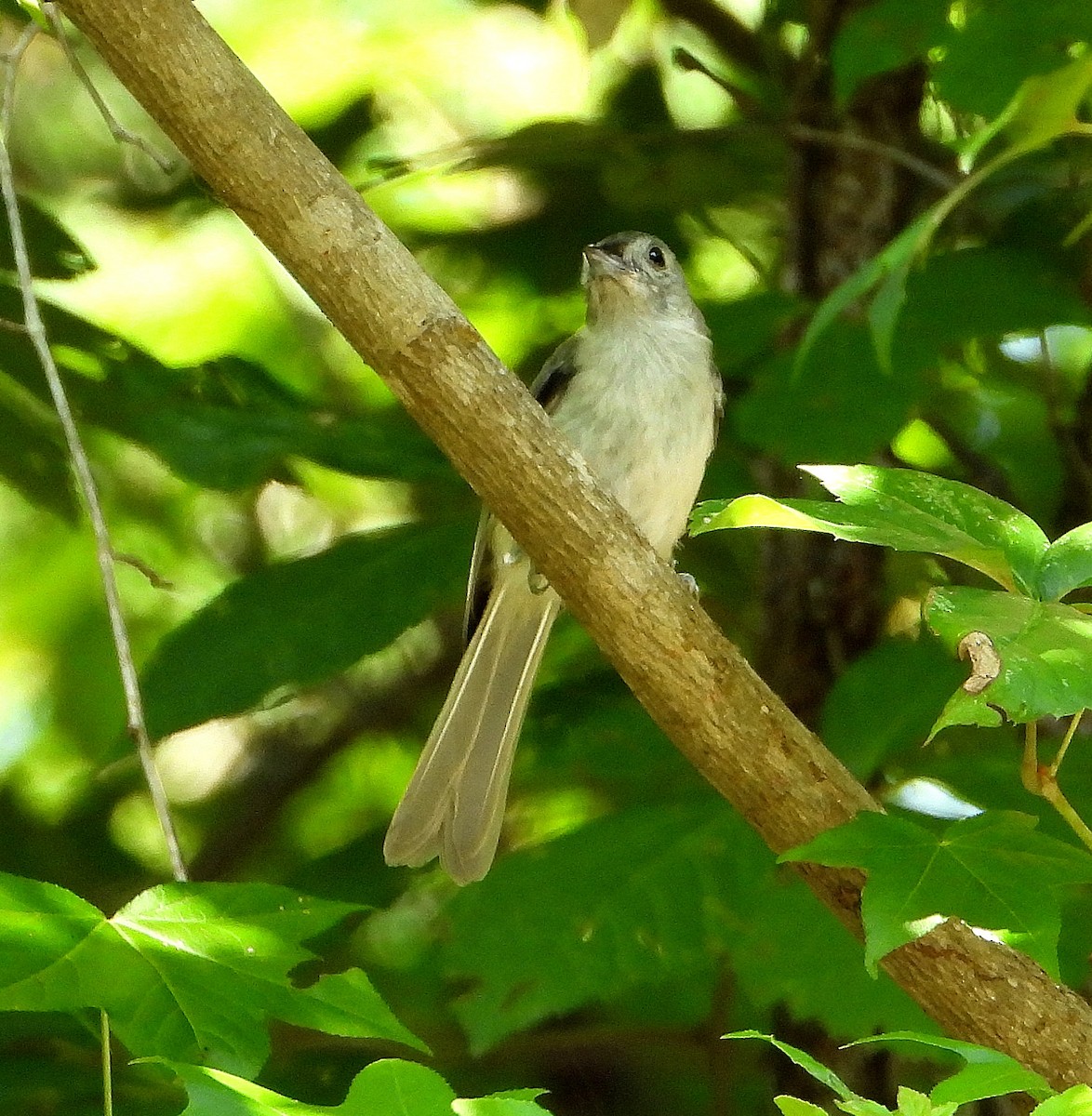 Tufted Titmouse - ML638422908