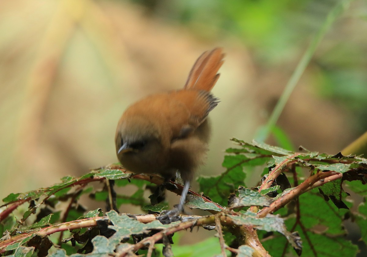 Rufous Wren - ML638422909