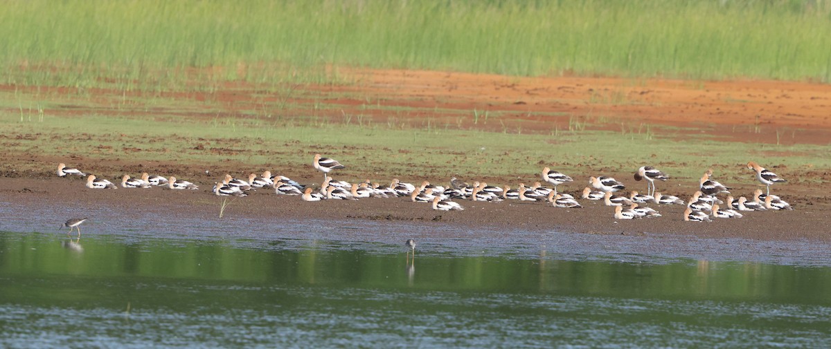 American Avocet - ML638422913