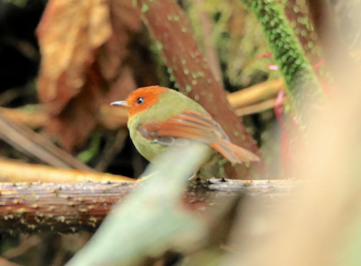 Rufous-headed Pygmy-Tyrant - ML638422928