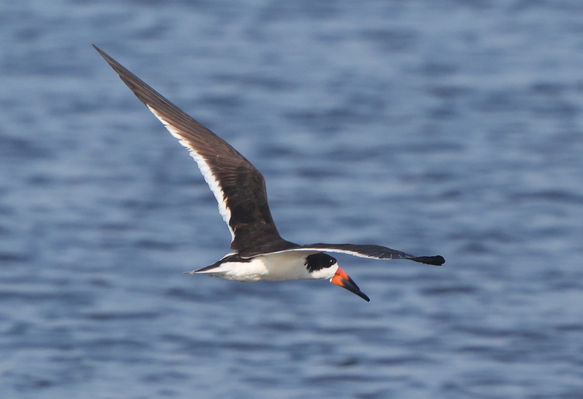 Black Skimmer - ML638422943