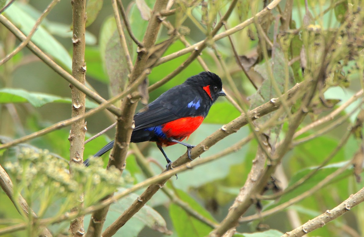 Scarlet-bellied Mountain Tanager - ML638422967