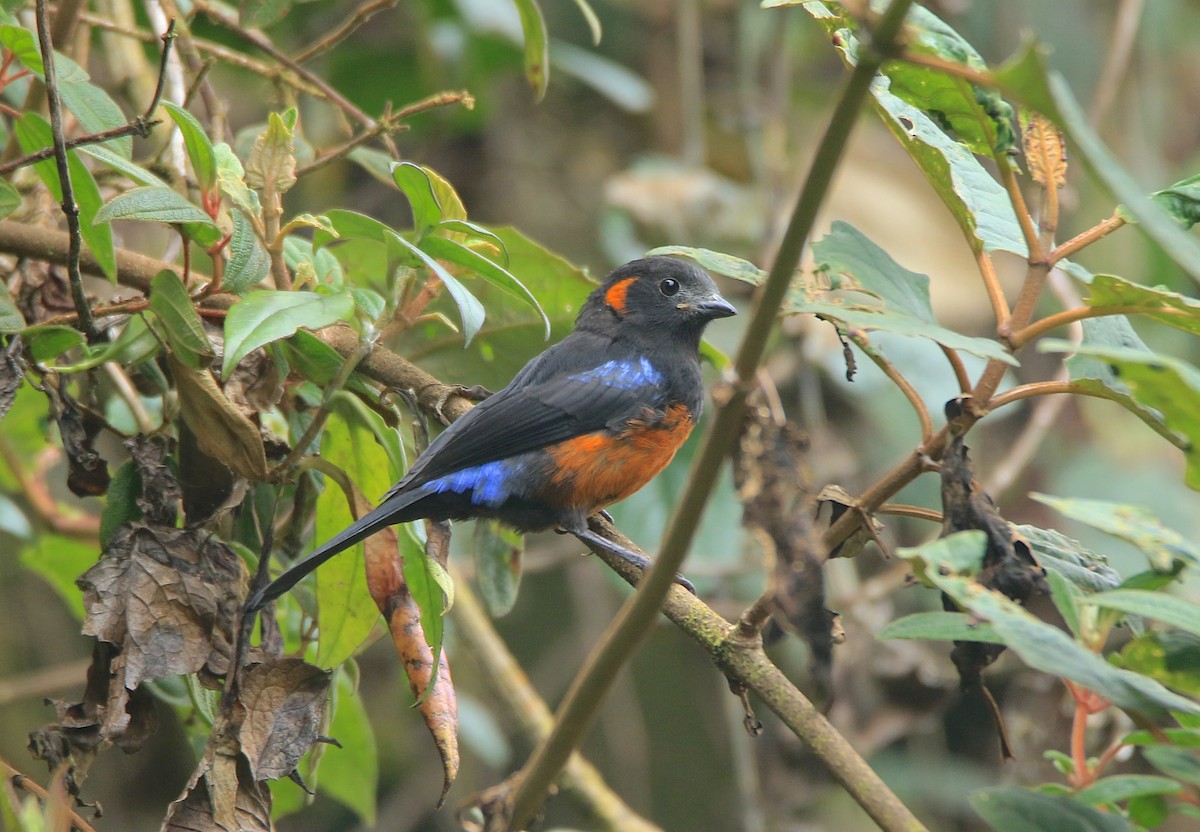 Scarlet-bellied Mountain Tanager - ML638422968