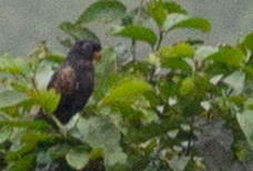 Bronze-winged Parrot - ML638422990