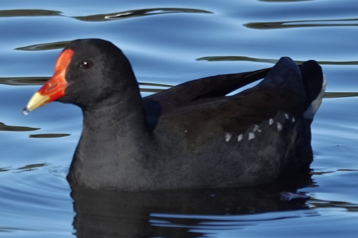 Dusky Moorhen - ML638422995