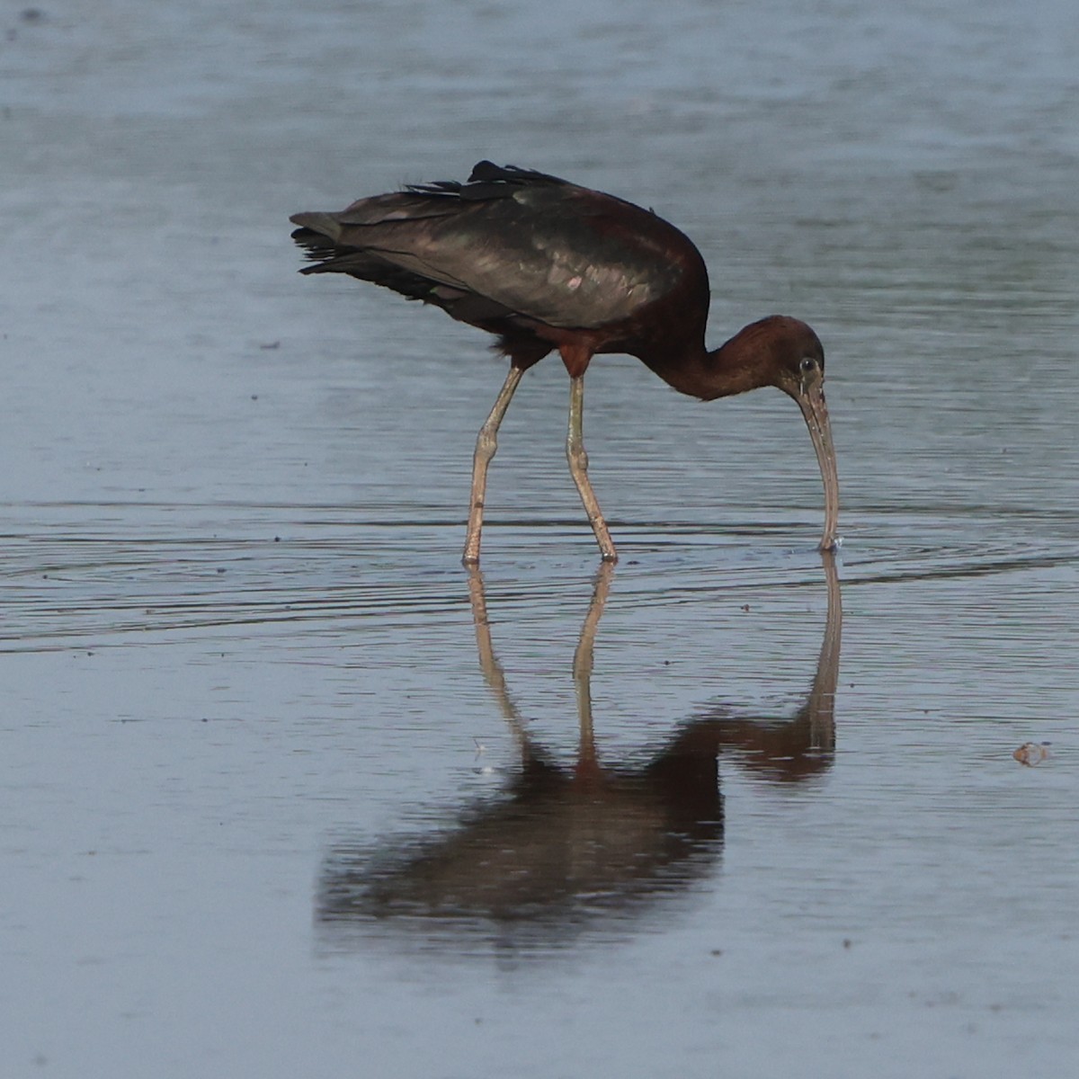Glossy Ibis - ML638423001