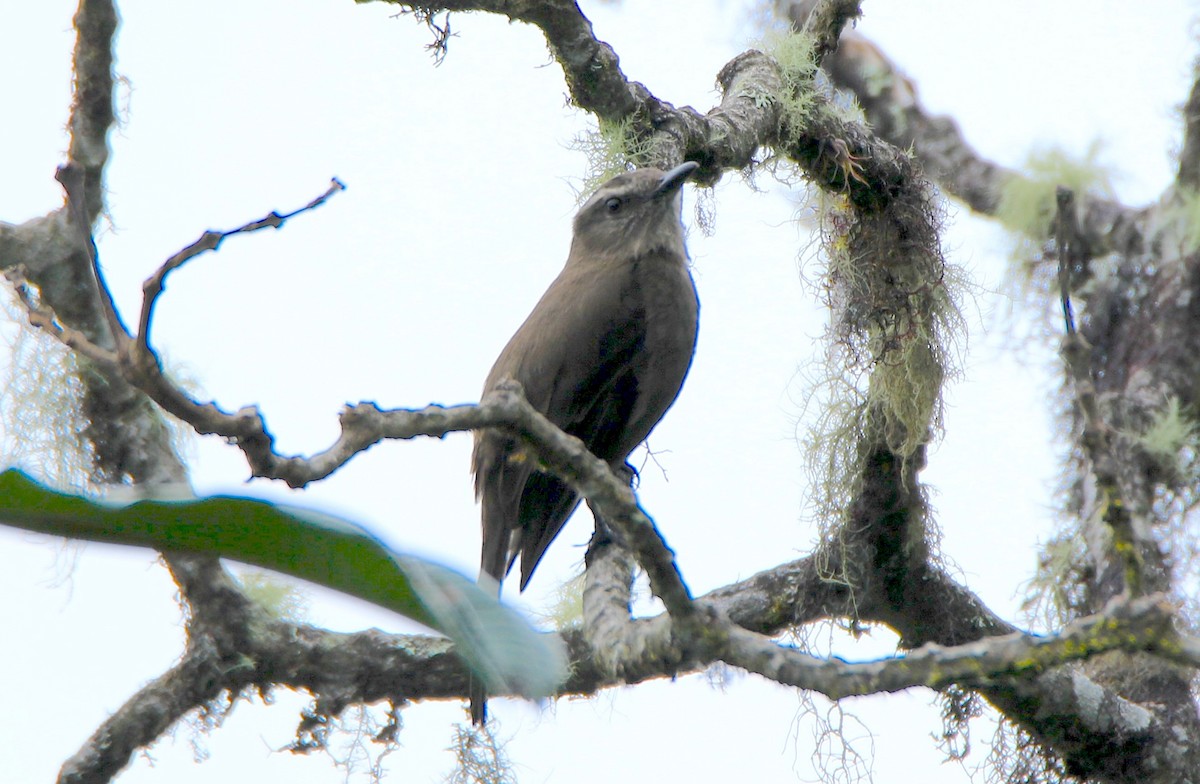 Smoky Bush-Tyrant - ML638423003