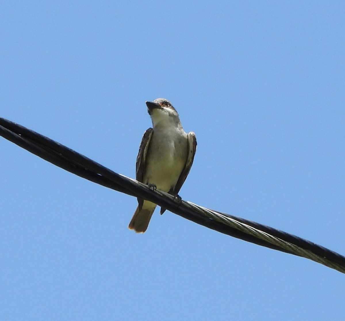 Gray Kingbird - ML638423011