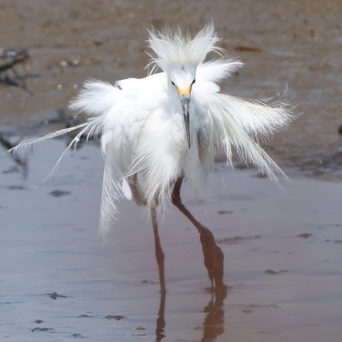 Snowy Egret - ML638423012