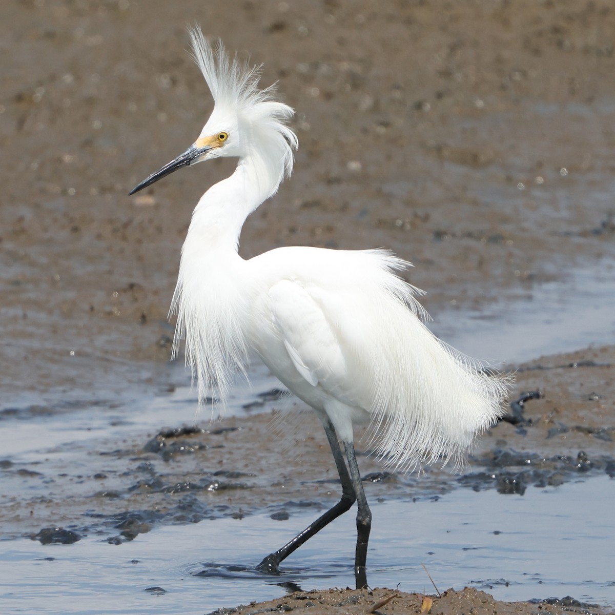 Snowy Egret - ML638423013