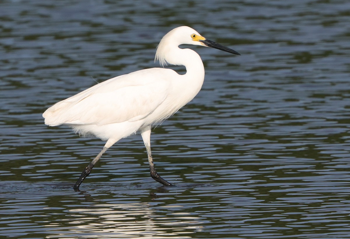 Snowy Egret - ML638423015