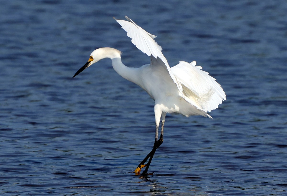 Snowy Egret - ML638423016