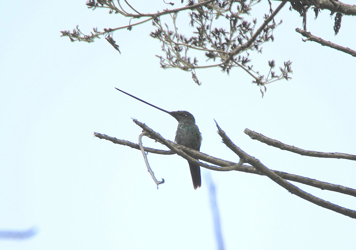 Sword-billed Hummingbird - ML638423025