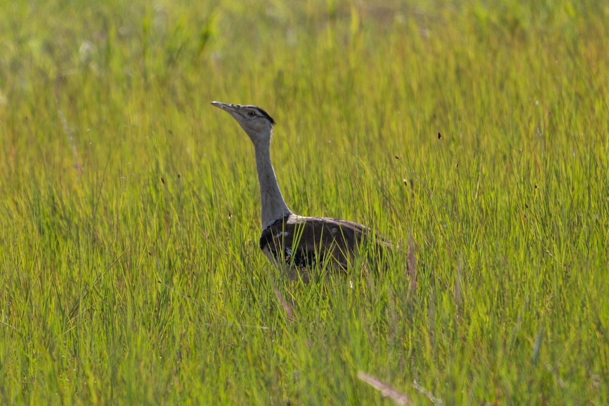 Australian Bustard - ML638423040