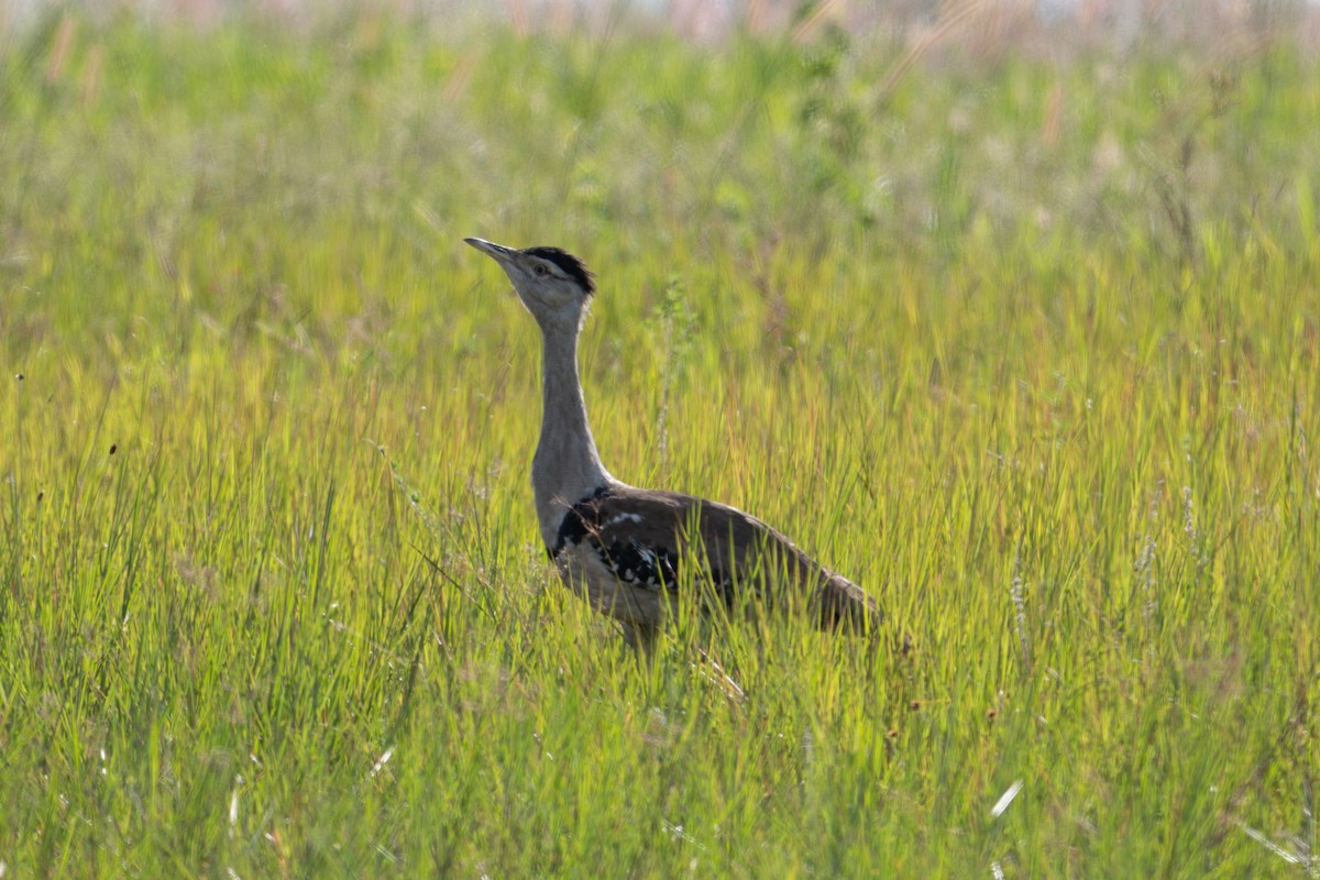 Australian Bustard - ML638423041