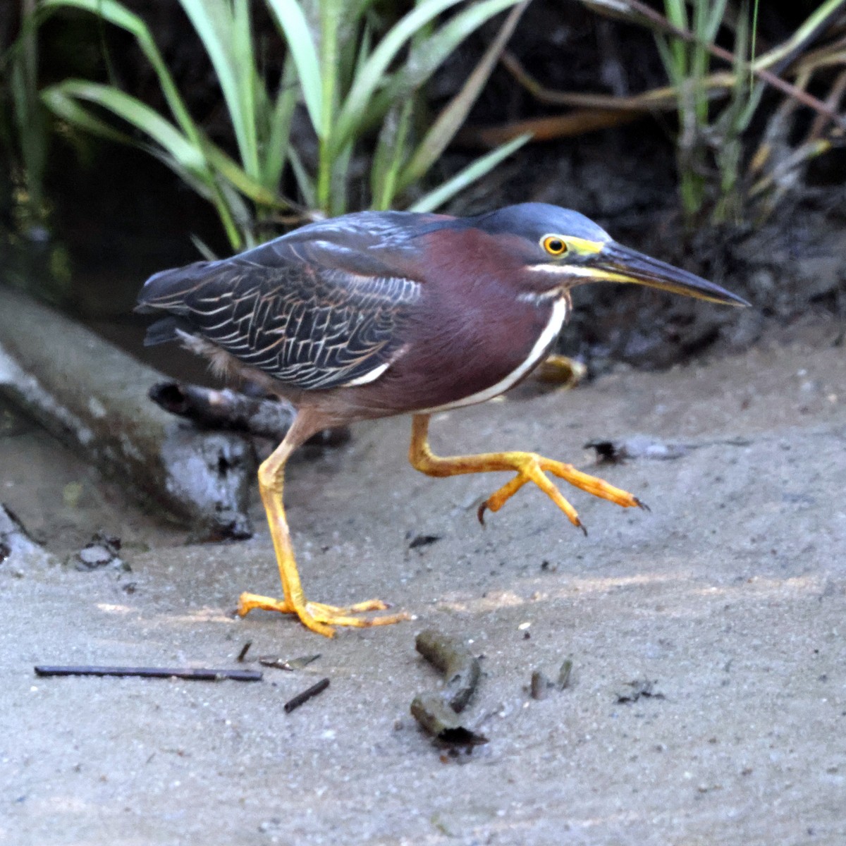 Green Heron - ML638423046