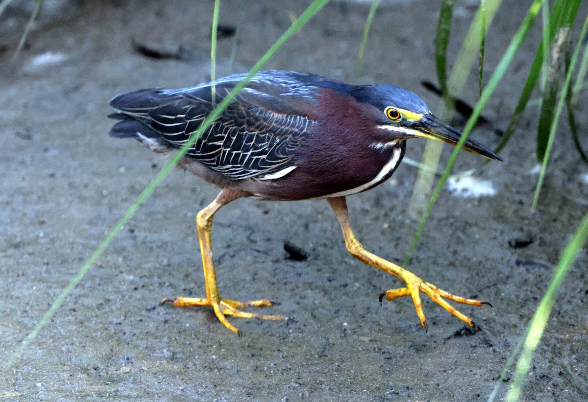 Green Heron - ML638423047