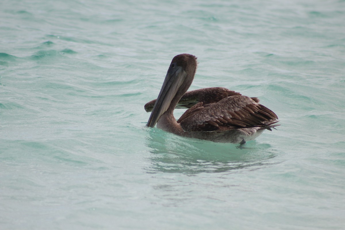 Brown Pelican - ML638423049